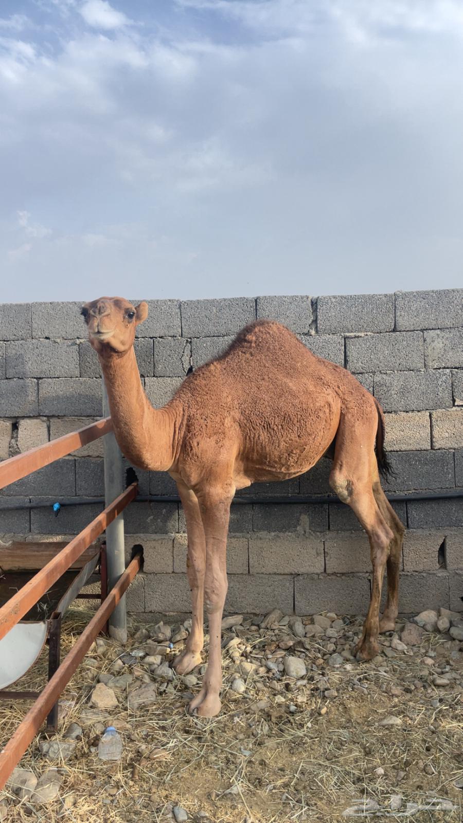 حشو مفاريد بريه( تم البيع )64443263453441112