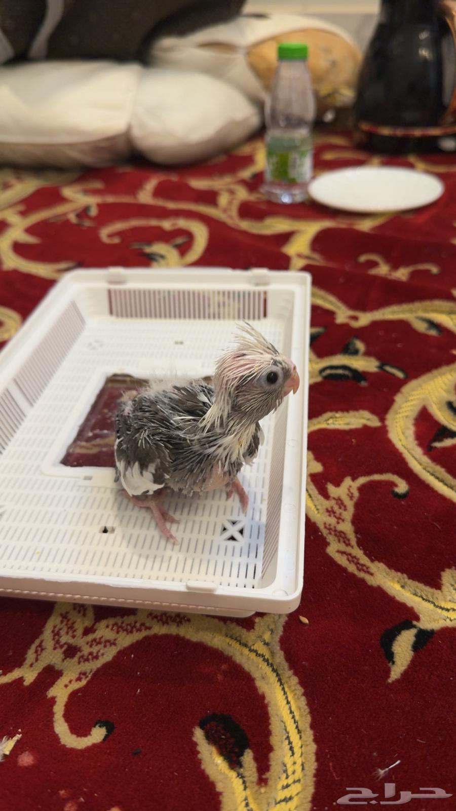 فروخ كروان هولندي ( تم البيع خارج الموقع )64444835915139111