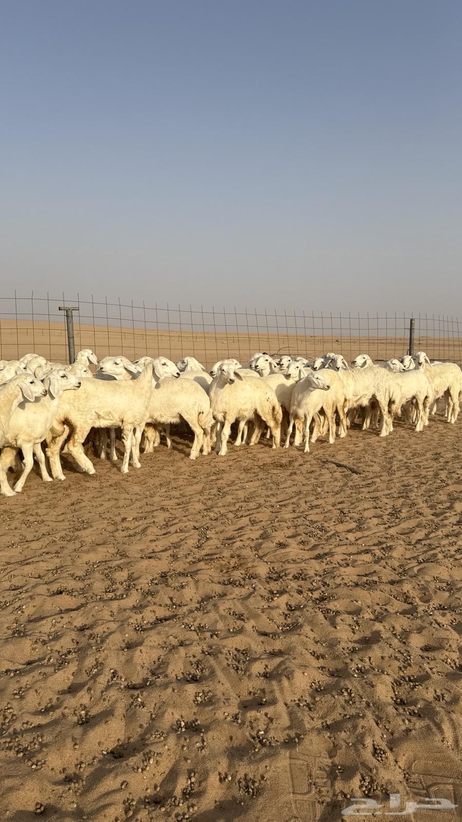 Class A Freedom Camel64446896142721113