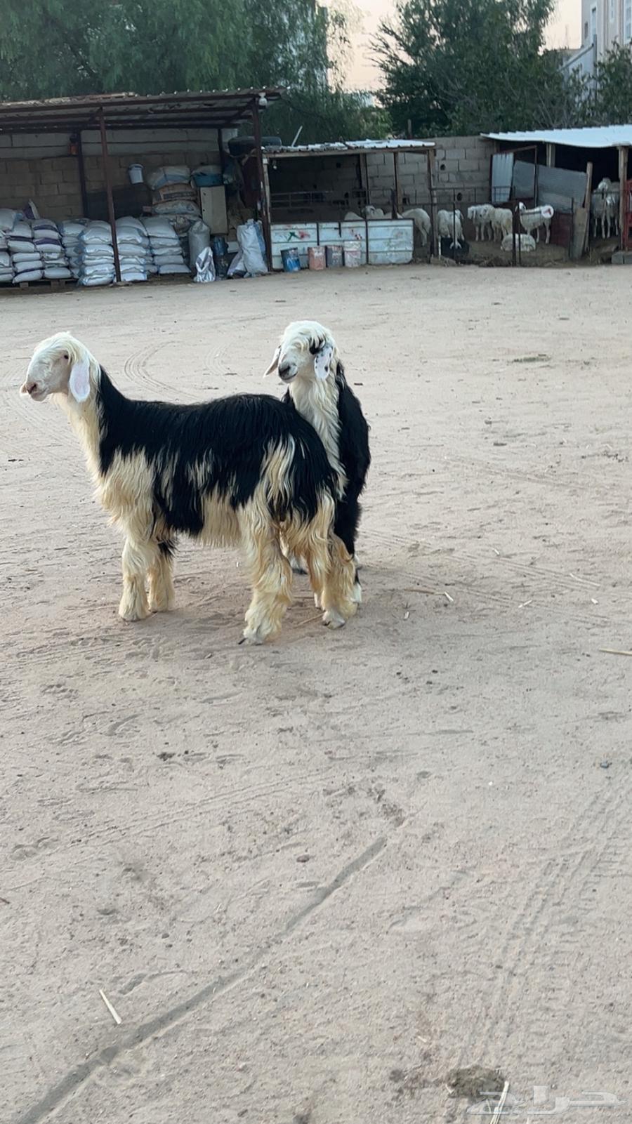 للبيع رخال نجد64448023832705111