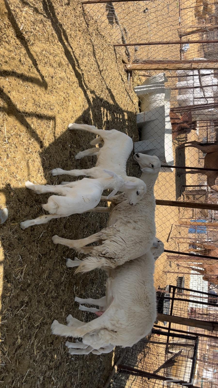 ضان حريات طيبات (تم البيع)64444998168833114