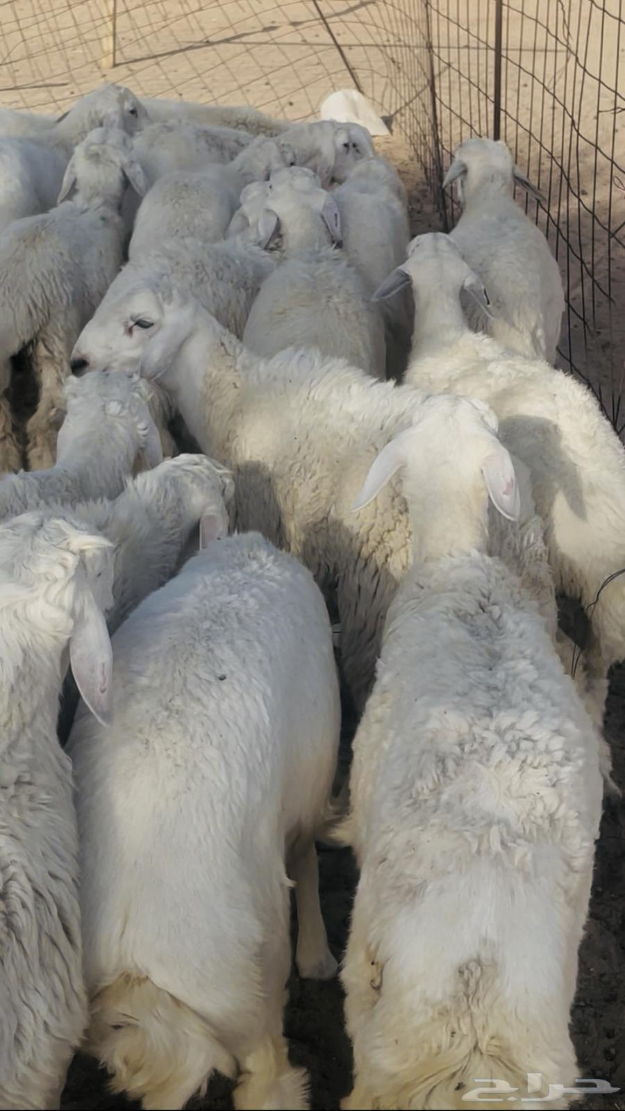 18 طلي حري للبيع64446829444226111