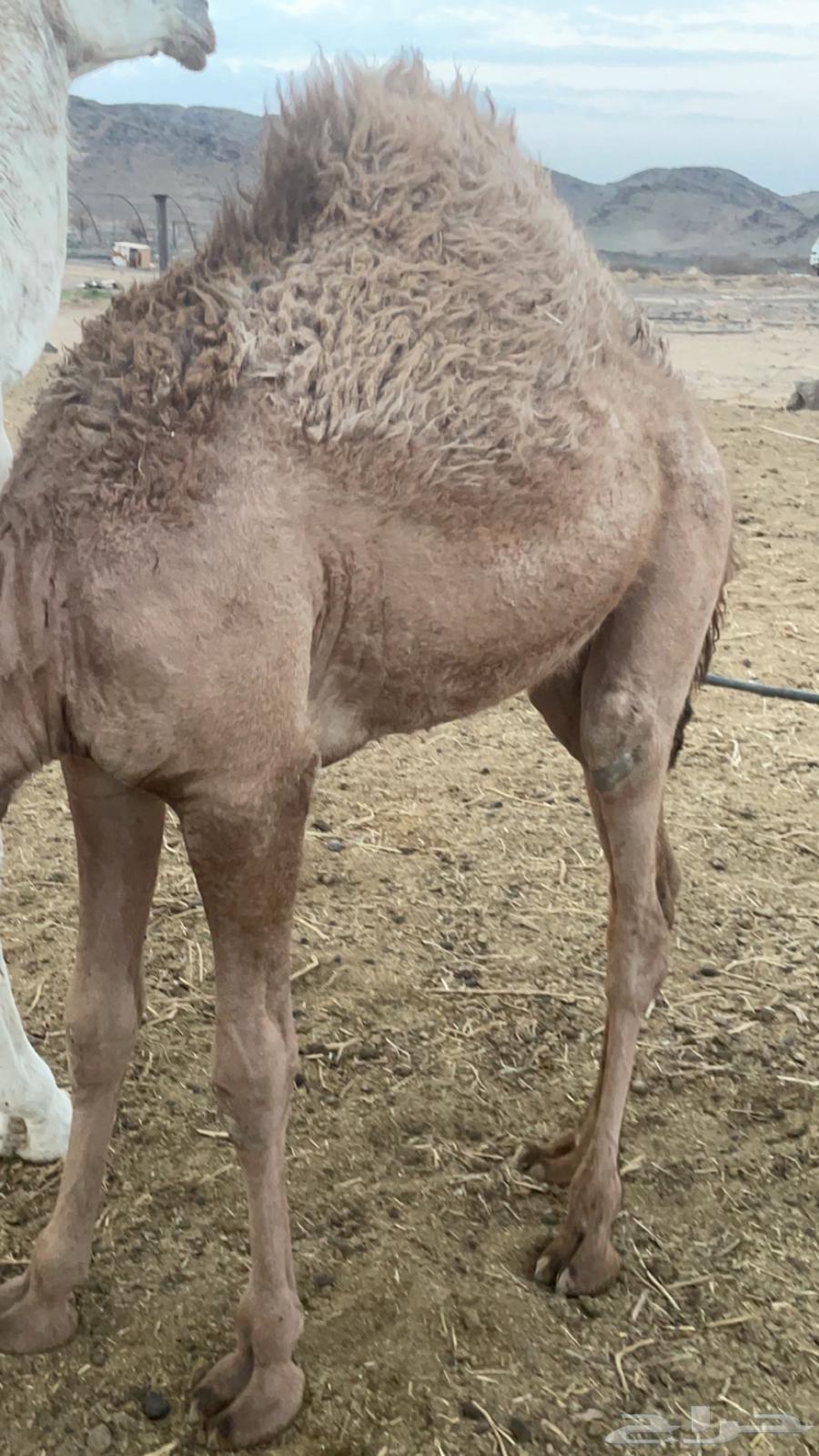 بكره شحم فل حليب وبرسم64443789534465110