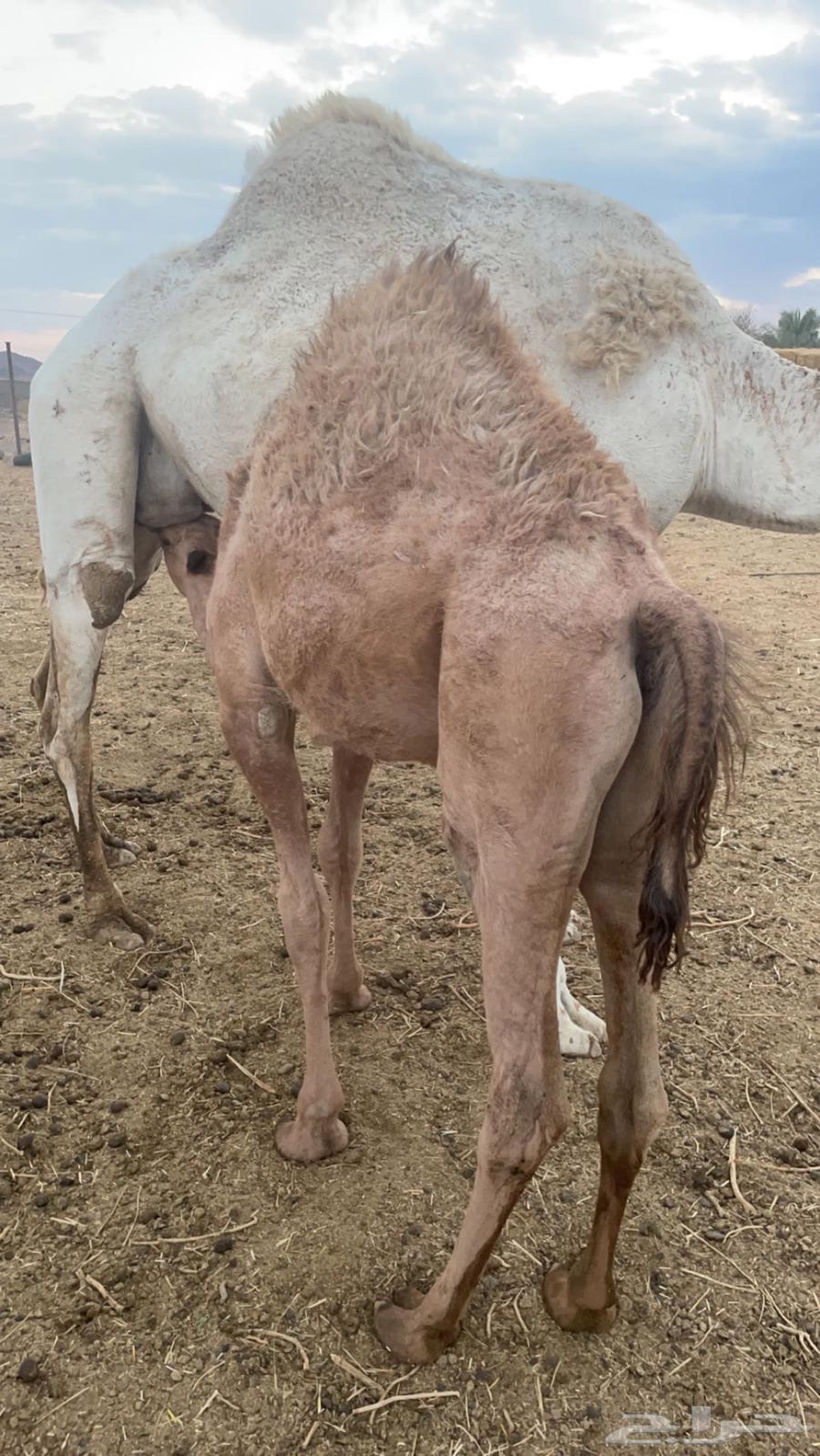 بكره شحم فل حليب وبرسم64443789534465111