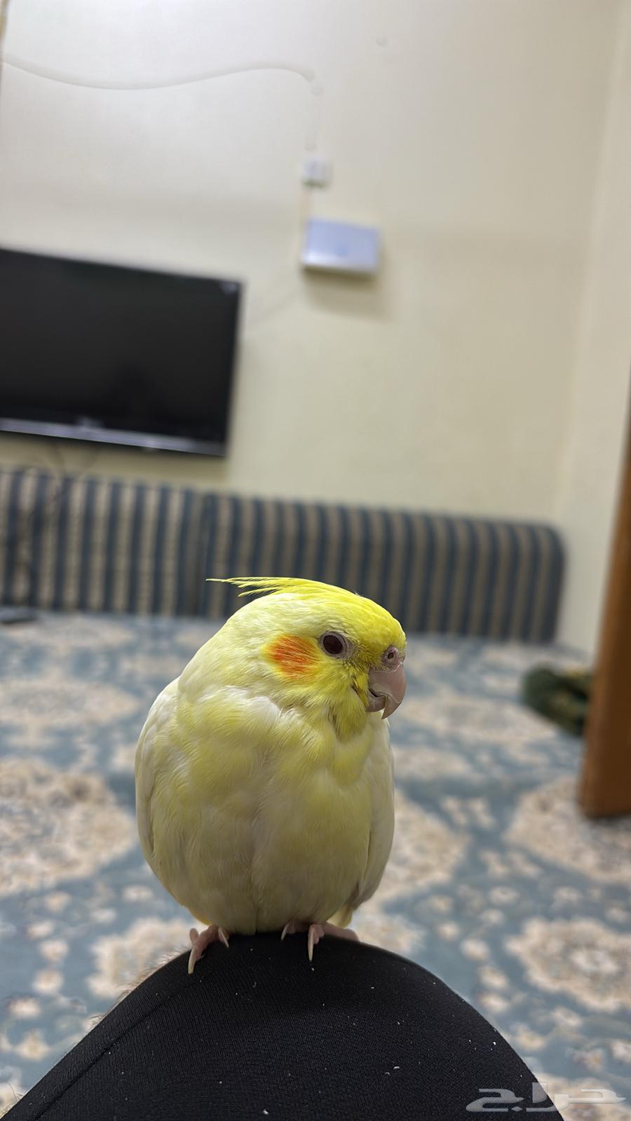 كروان ضايعه بمروج السجن64444795232514110