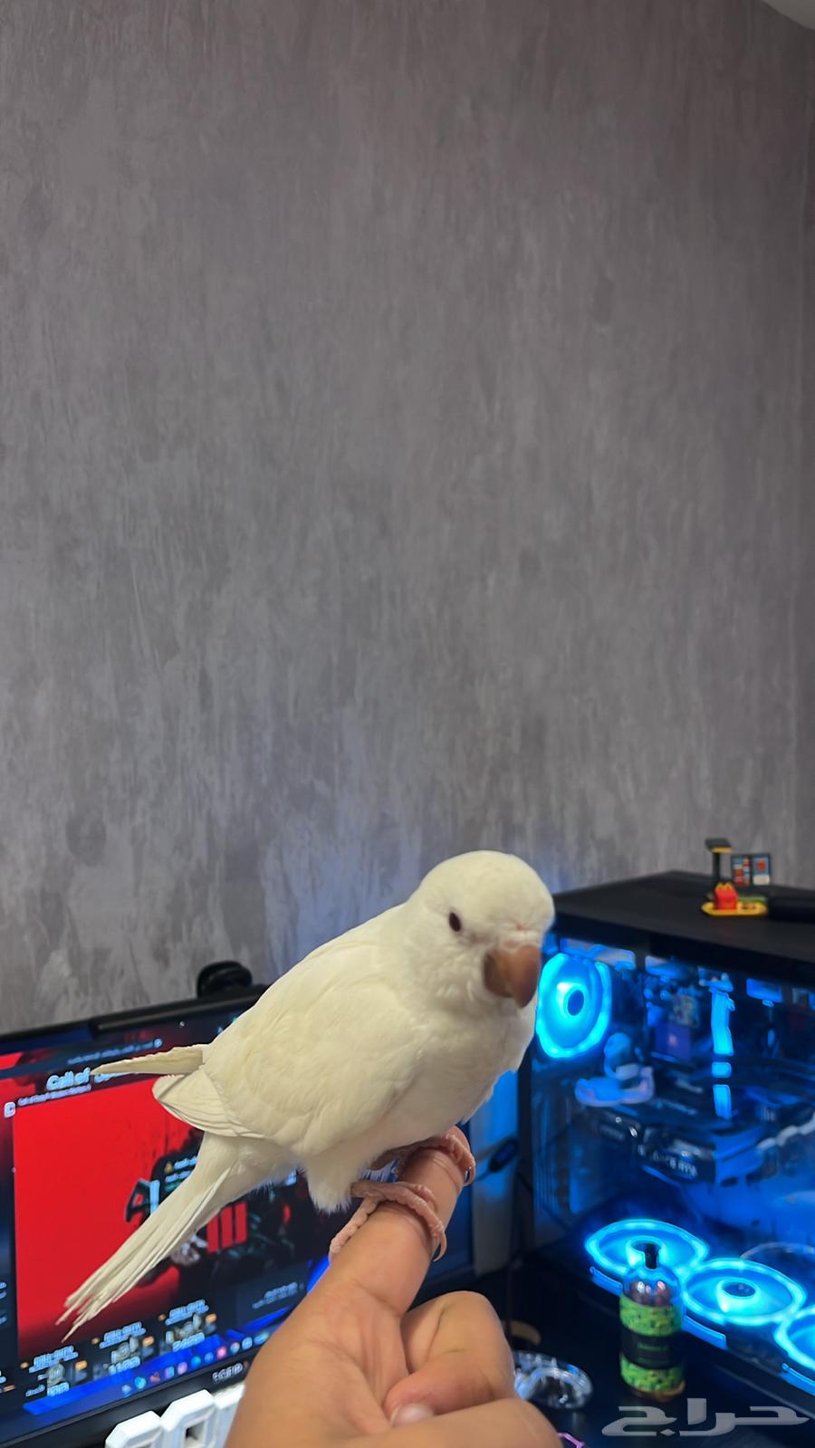 كويكر و دره متكلمين و البيع مستعجل64446662470659110