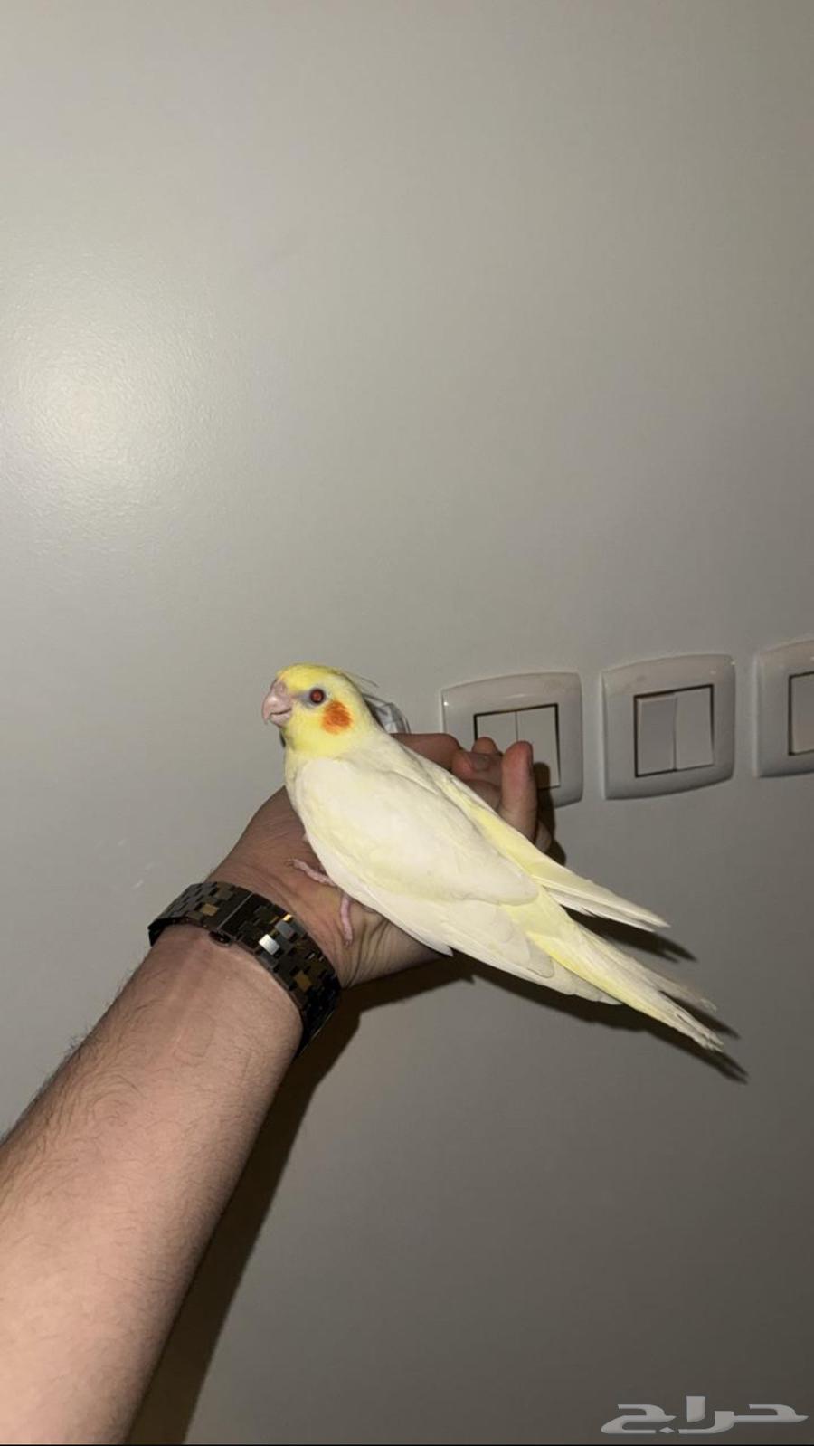 Latin Crow Tame, Condition End of Cage64442570018305110