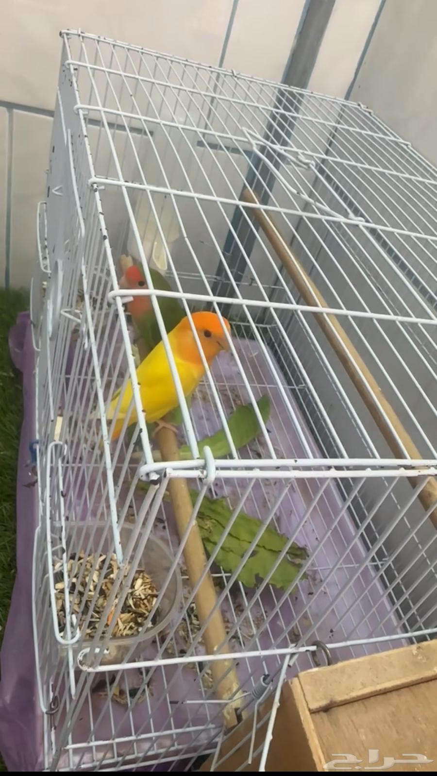 زوج روز منتج للبيع64443856834178111