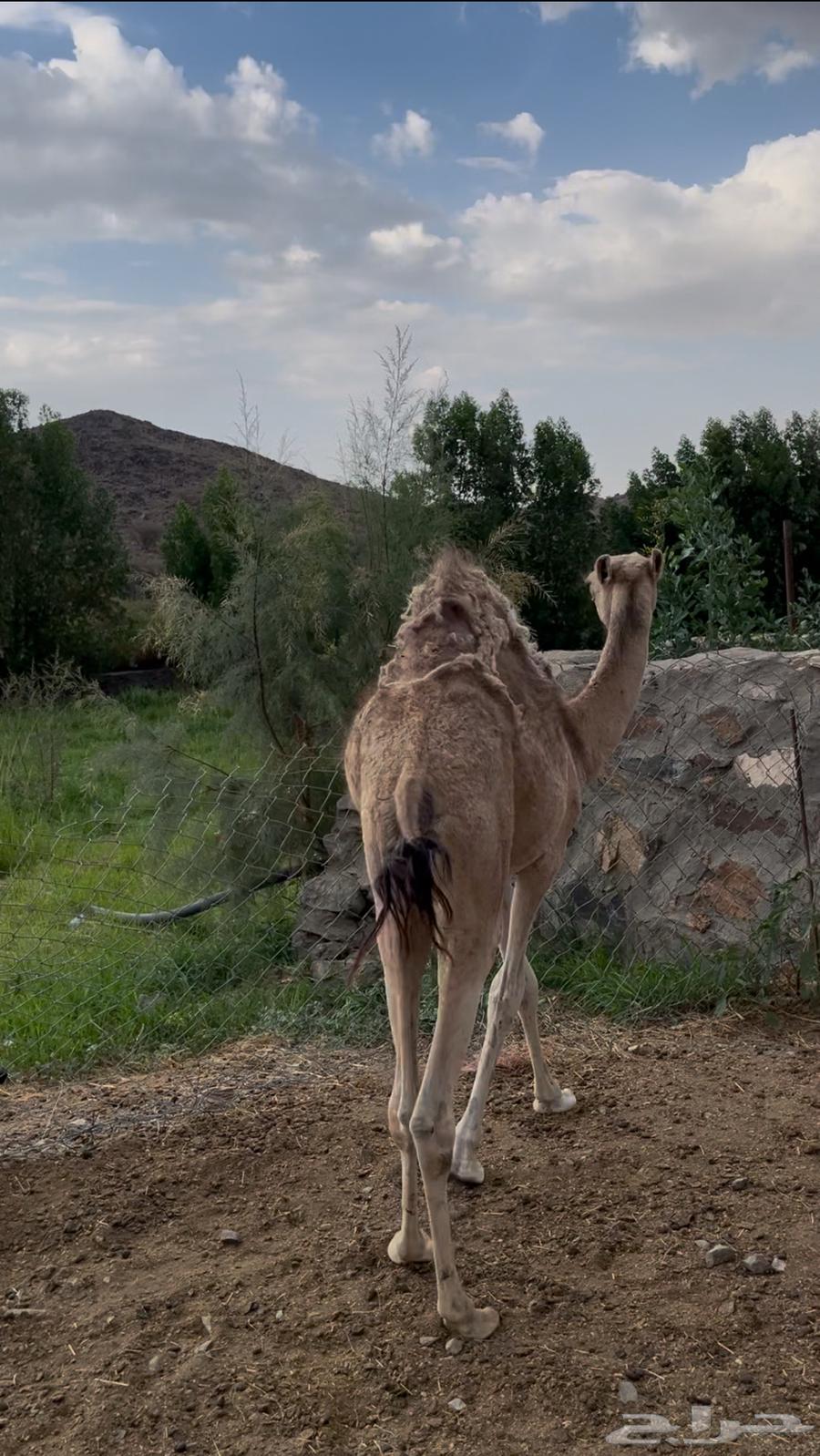 Tomorrow64446536441601112