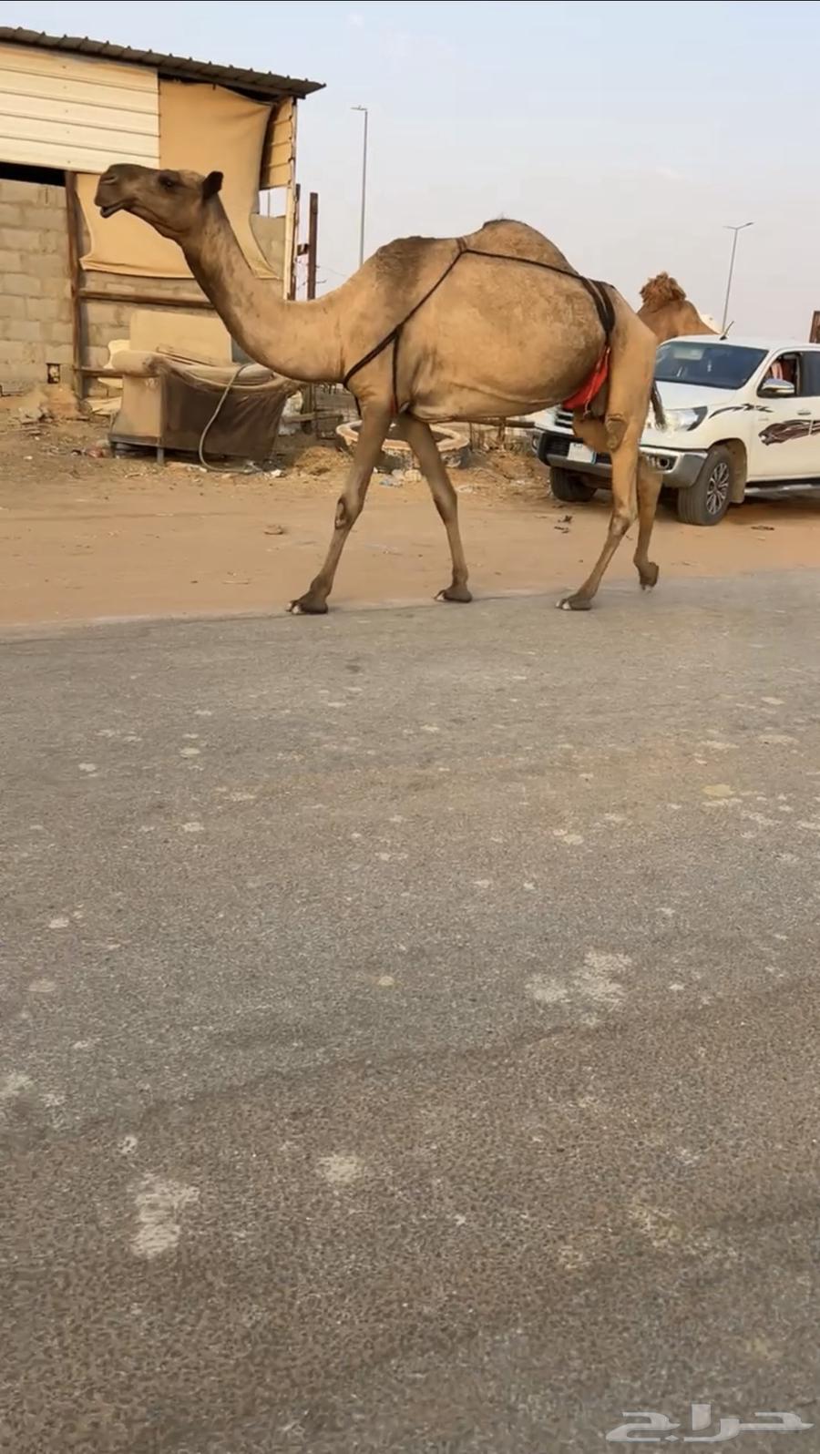 للبيع القحه و العشرا64443398765570111