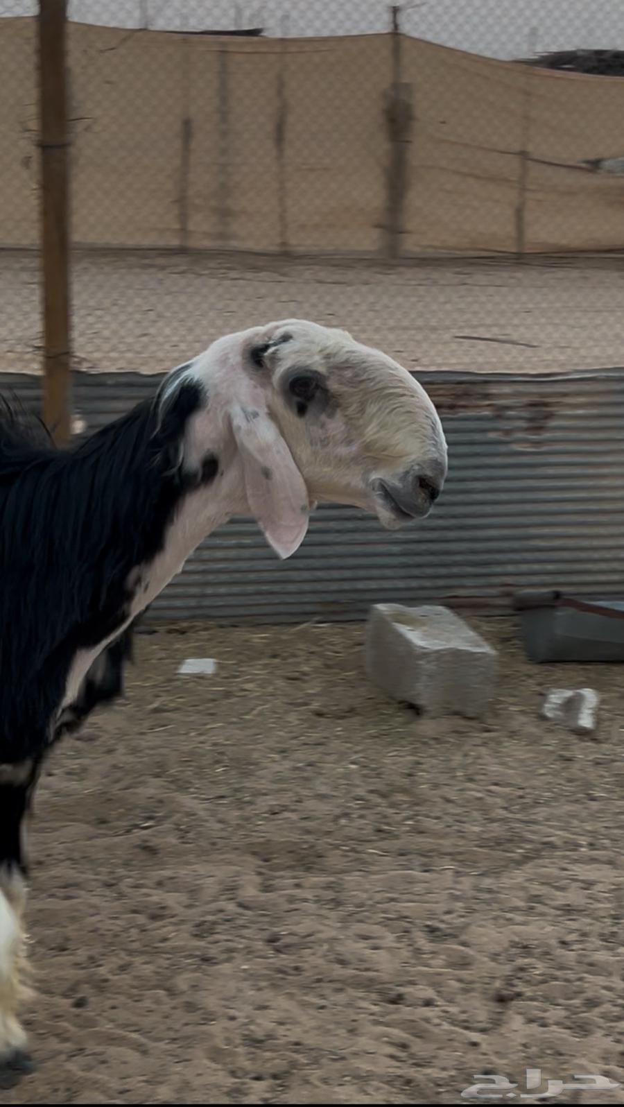 تم البيع فحل نجدي للبيع تم البيع64447930940418111