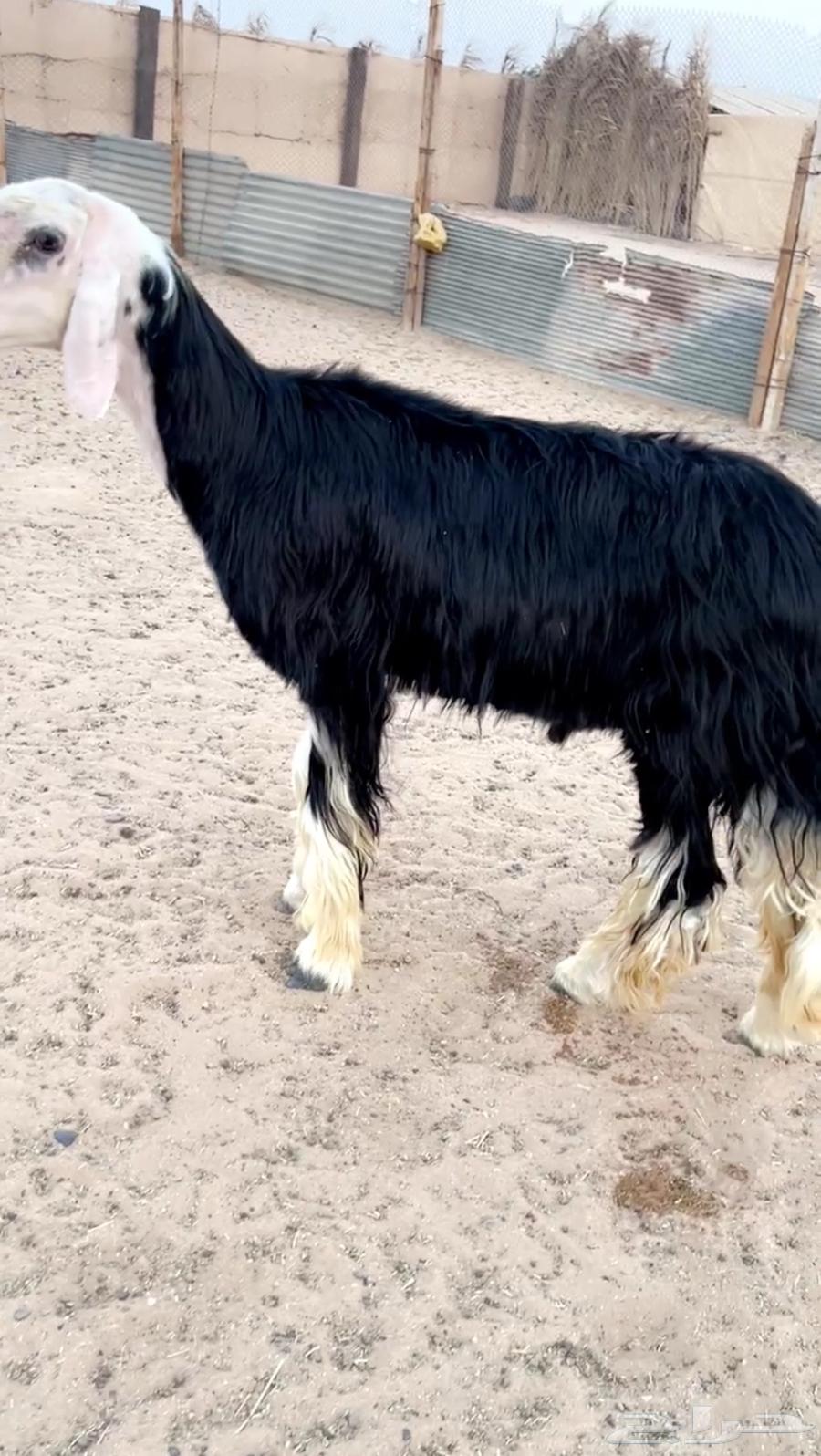 تم البيع فحل نجدي للبيع تم البيع64447930940418114