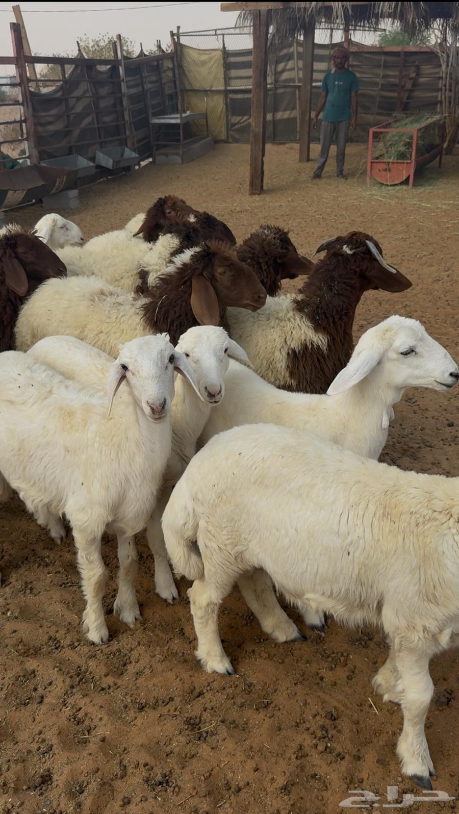 Sheep64446014099074110