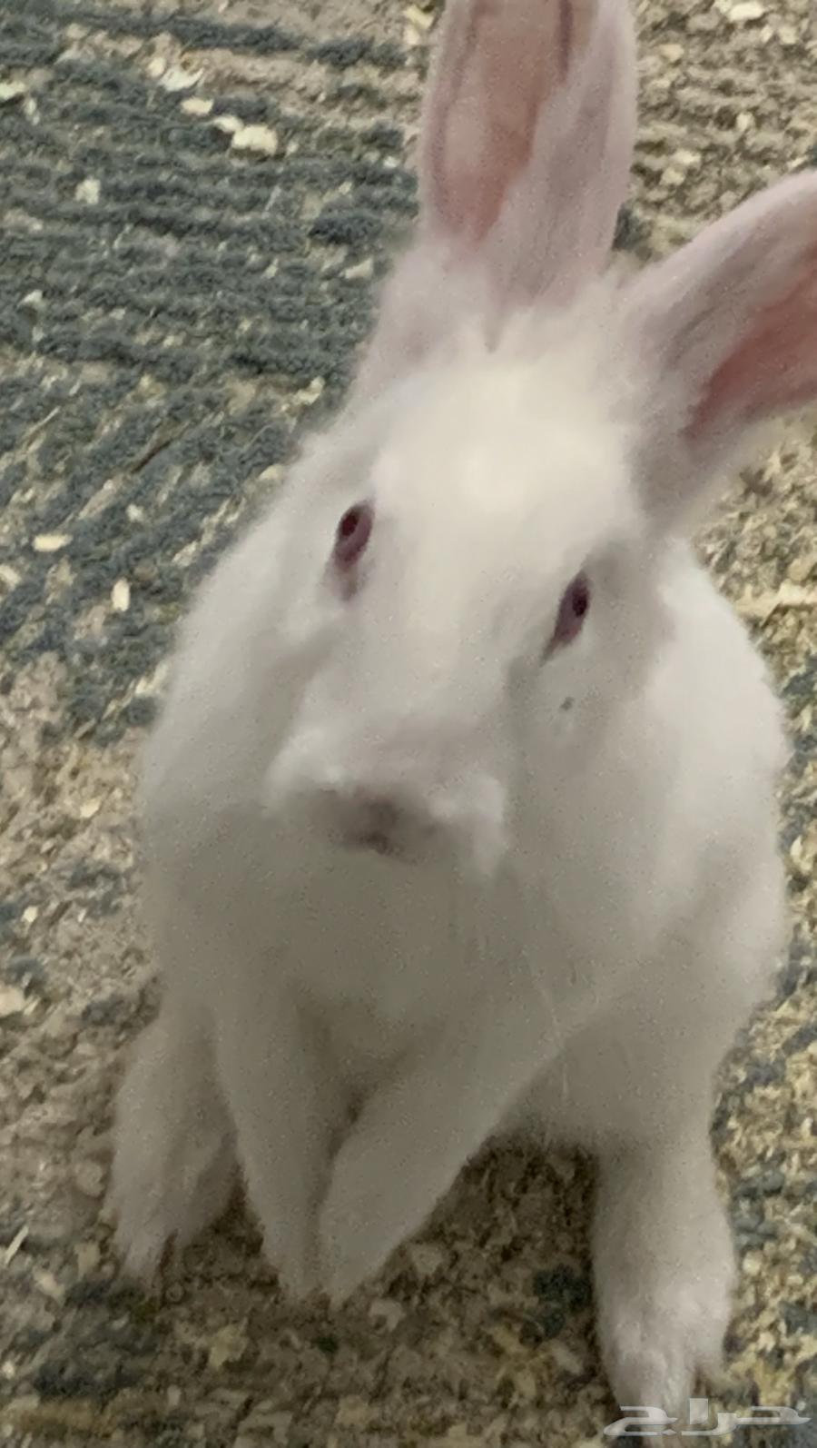 أرنب للبيع عمره 4 شهور السعر 25 يعيش بالبيت64449127580161110