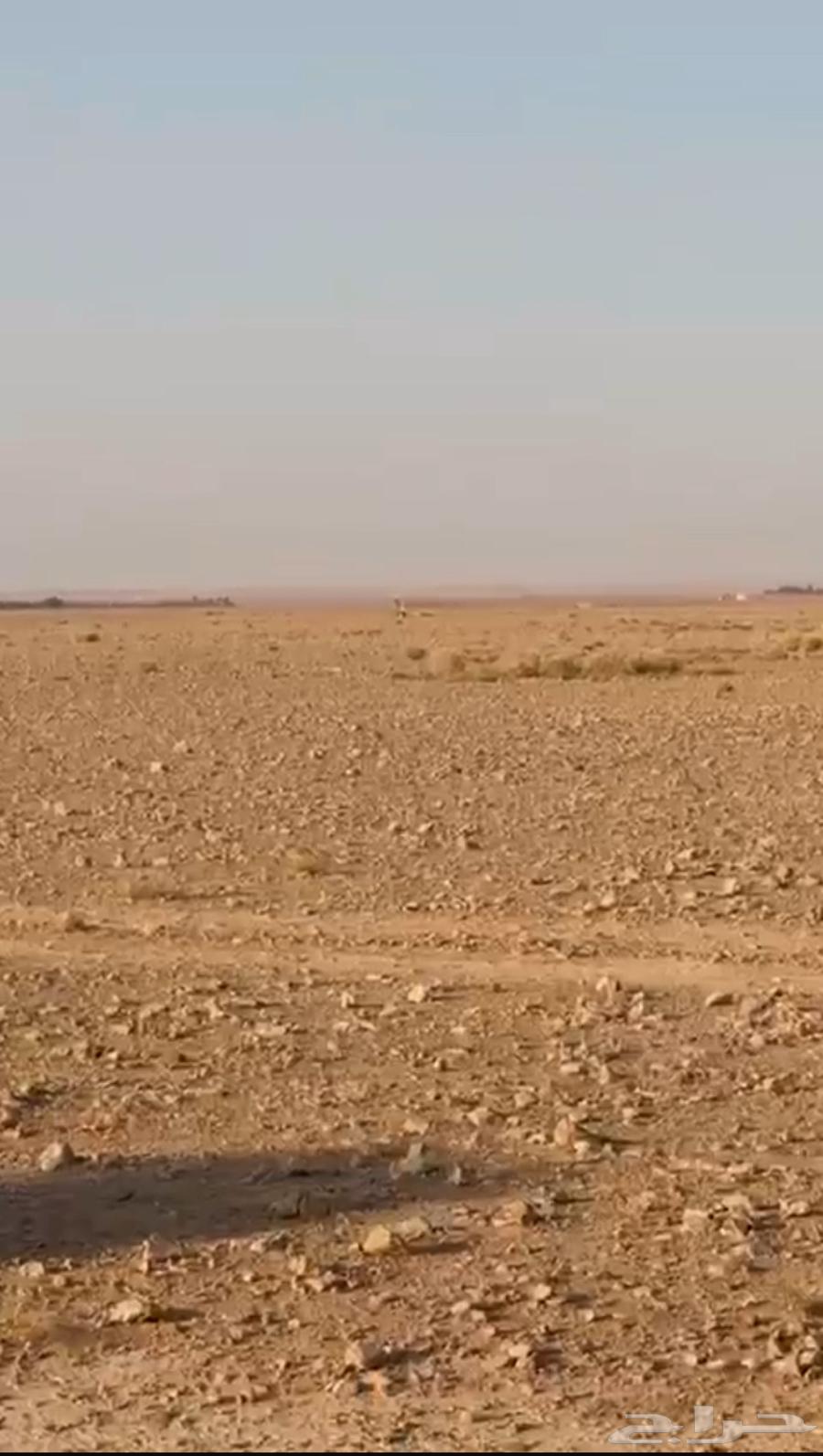 Agricultural land for sale - Ha'il Al-Khwayr64142382167042113