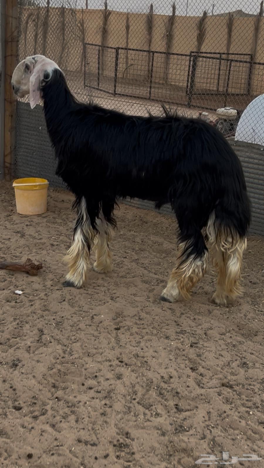 تم البيع فحل نجدي للبيع تم البيع64447930940418110