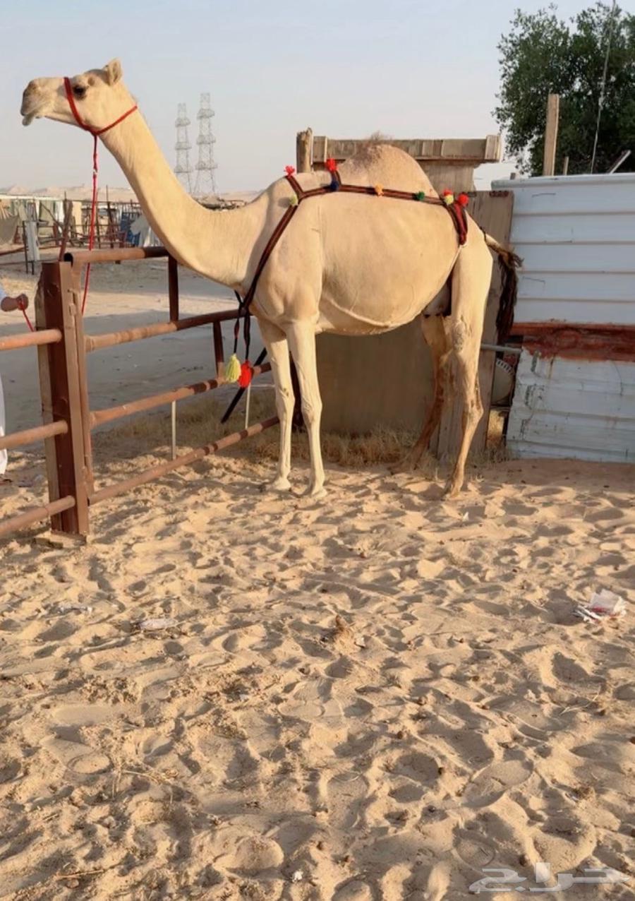 For sale: Ten (Al-'Ashira) with her foal, the she-camel and her daughter VIP64448873686529111