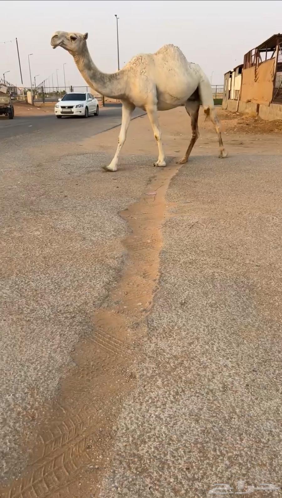 للبيع القحه و العشرا64443398765570110