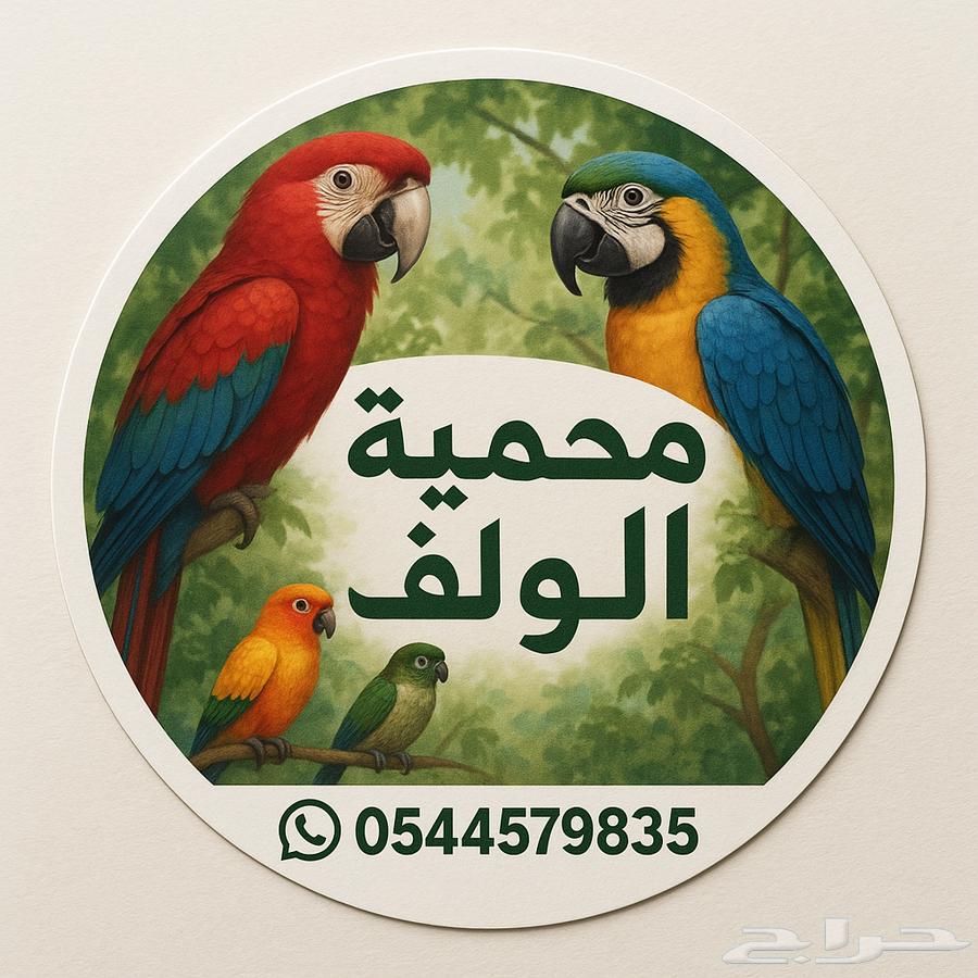 فروخ صن كنيور ( تم البيع )64445119746433114