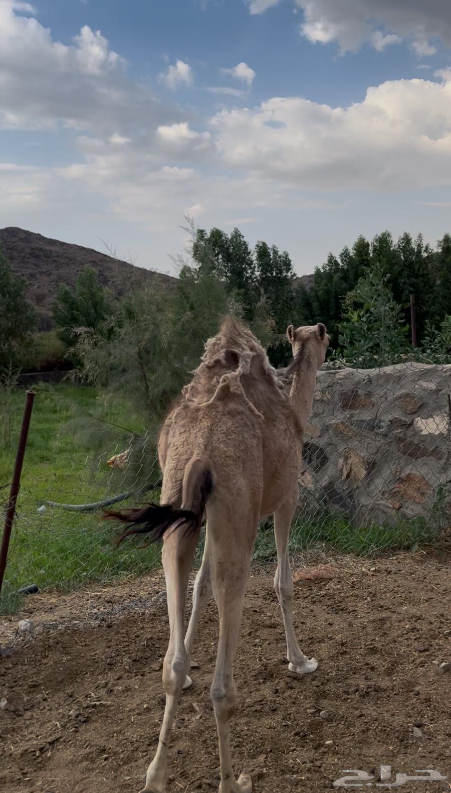 Tomorrow64446536441601110