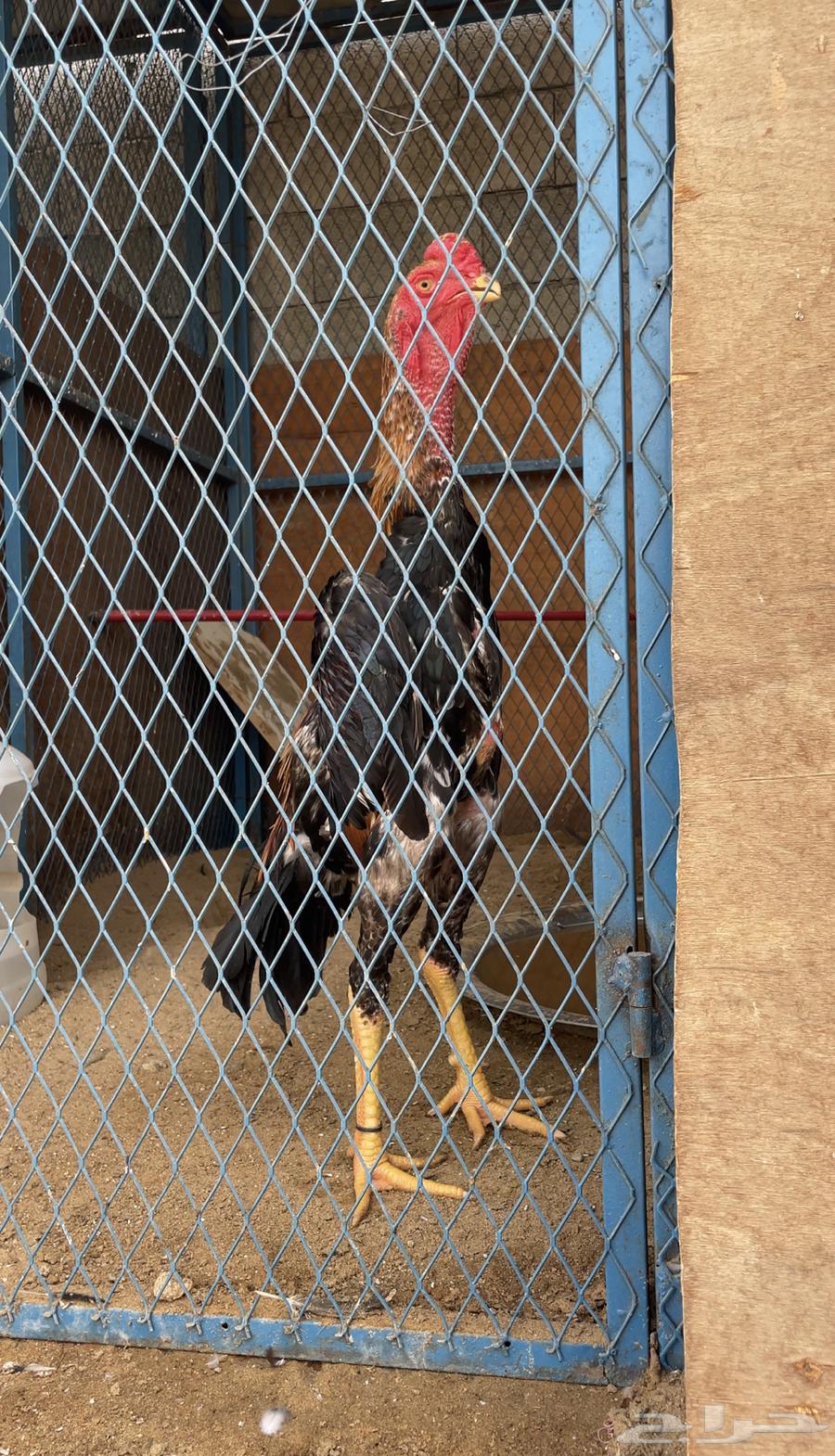 ديك شامو ياباني64446443653379111