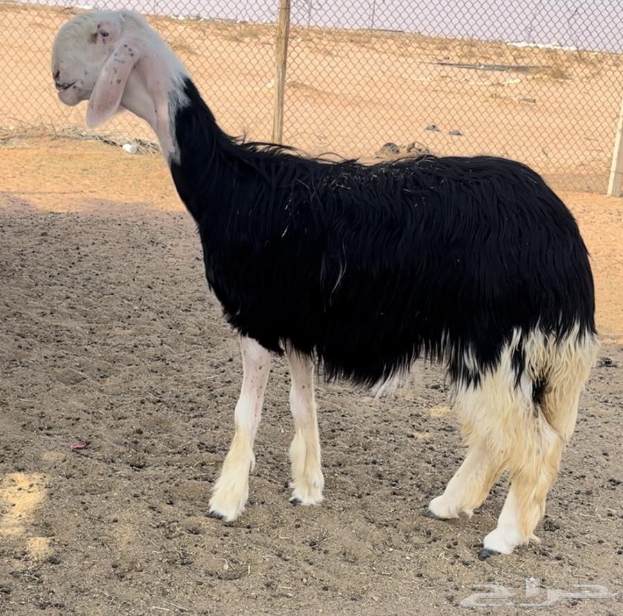 رخل نجديه خصم64448182542979114