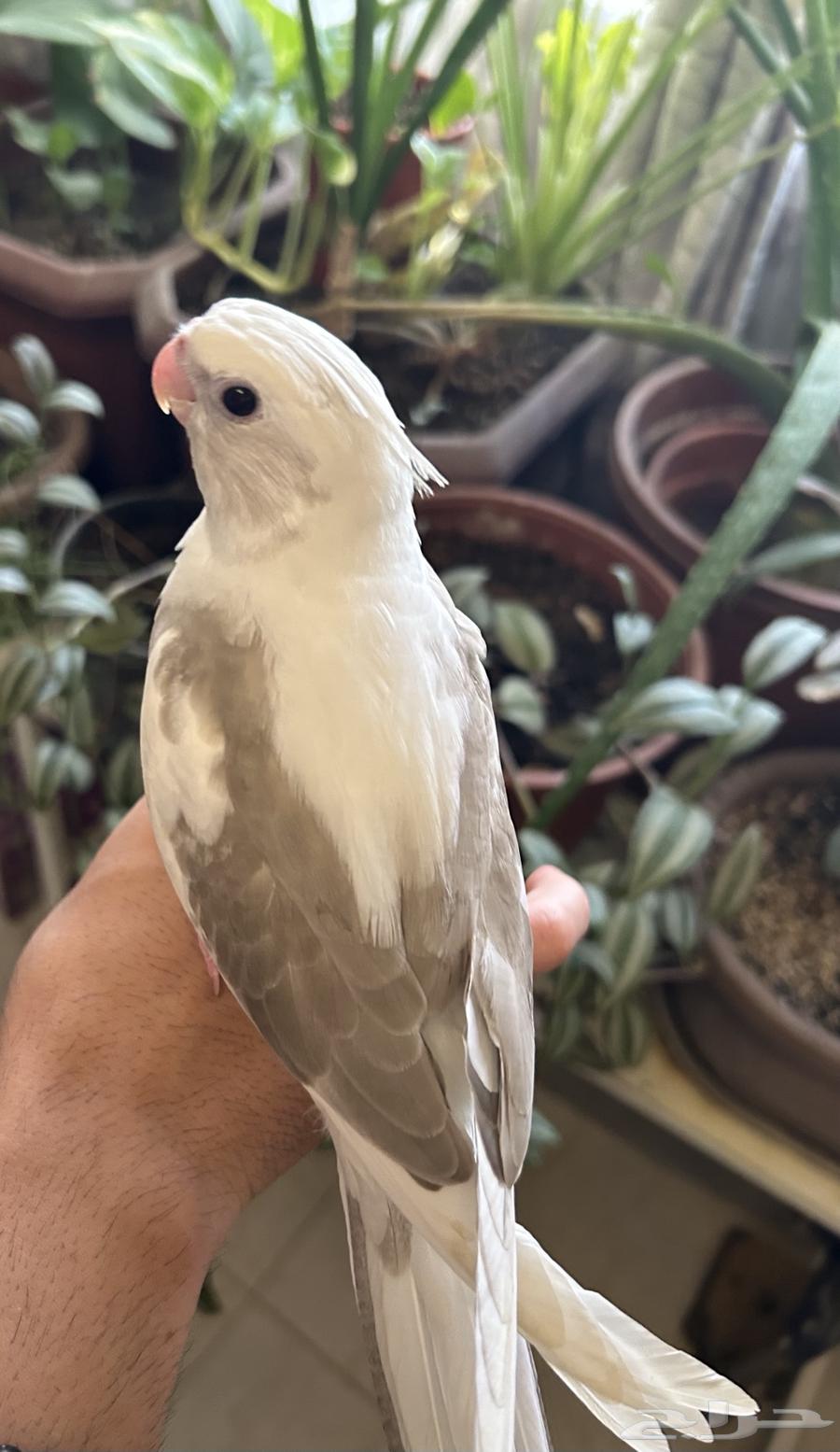 كروان اليف هدد64444620519299111