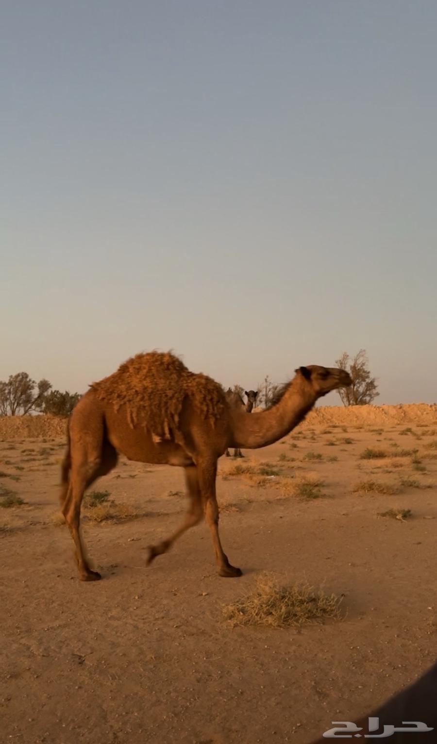 السلام عليكم للبيع64442789315073111