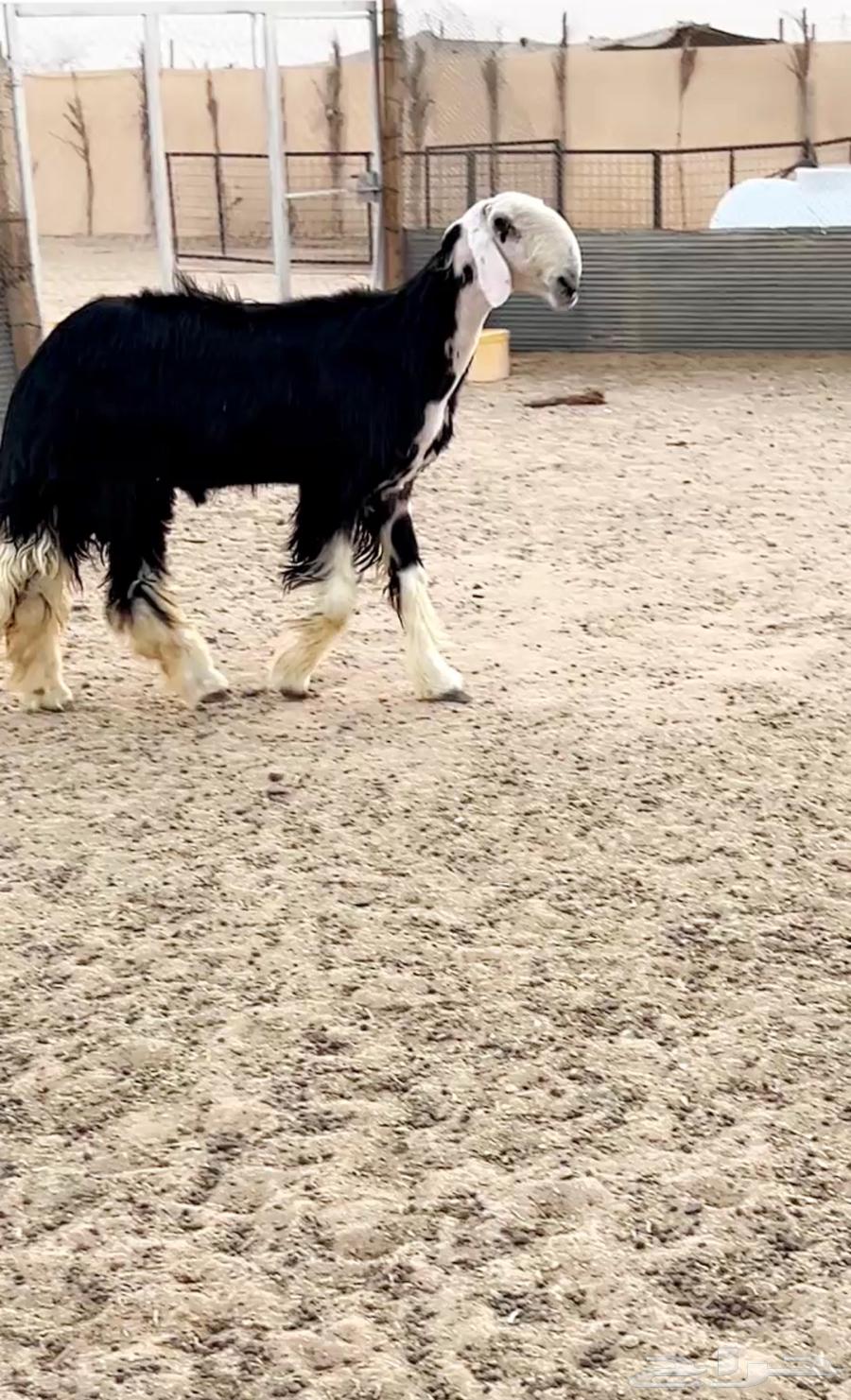 تم البيع فحل نجدي للبيع تم البيع64447930940418113