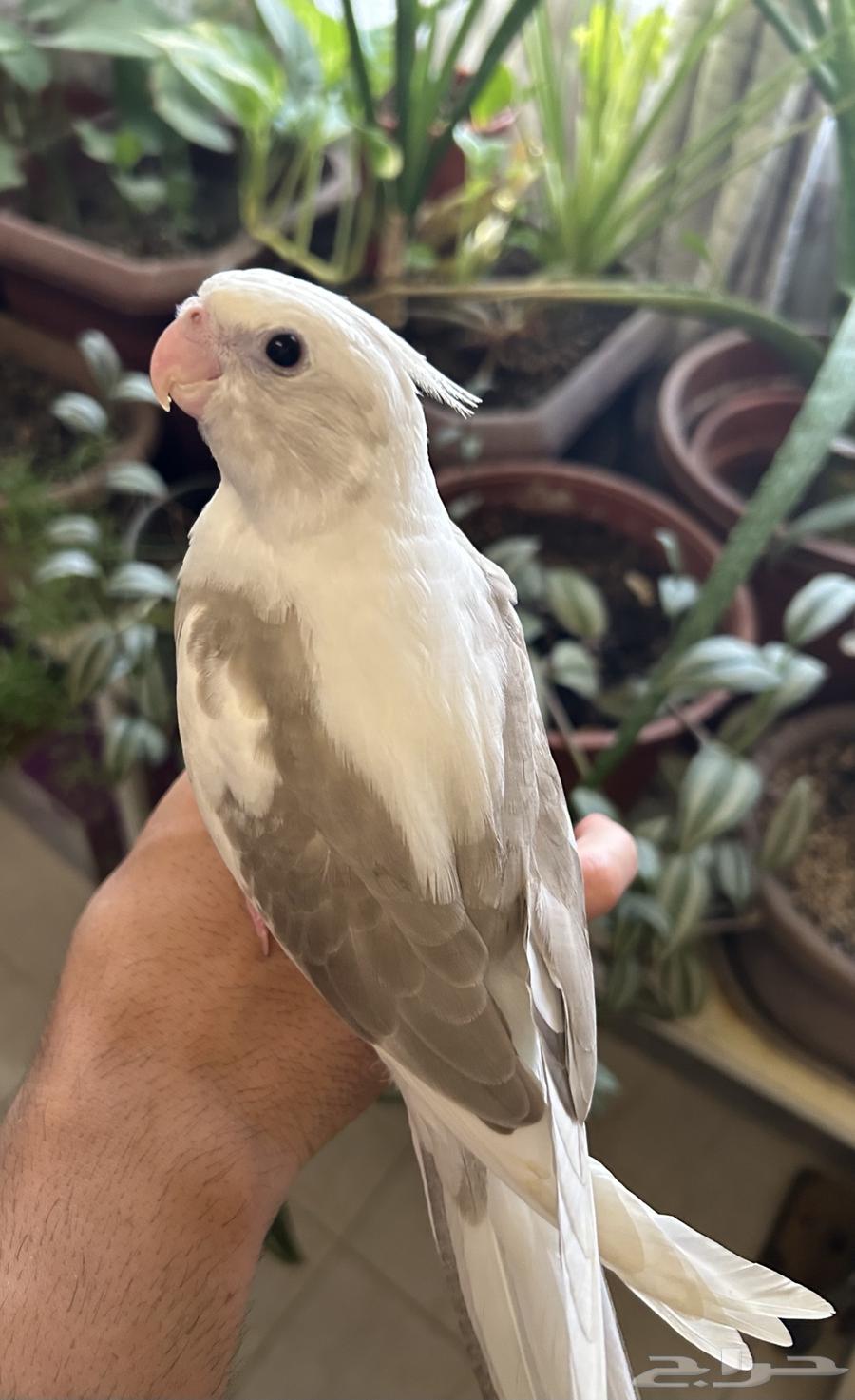 كروان اليف هدد64444620519299110