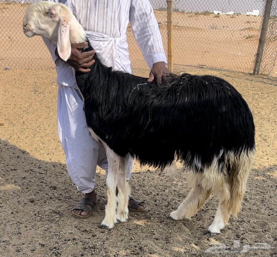 رخل نجديه خصم64448182542979111