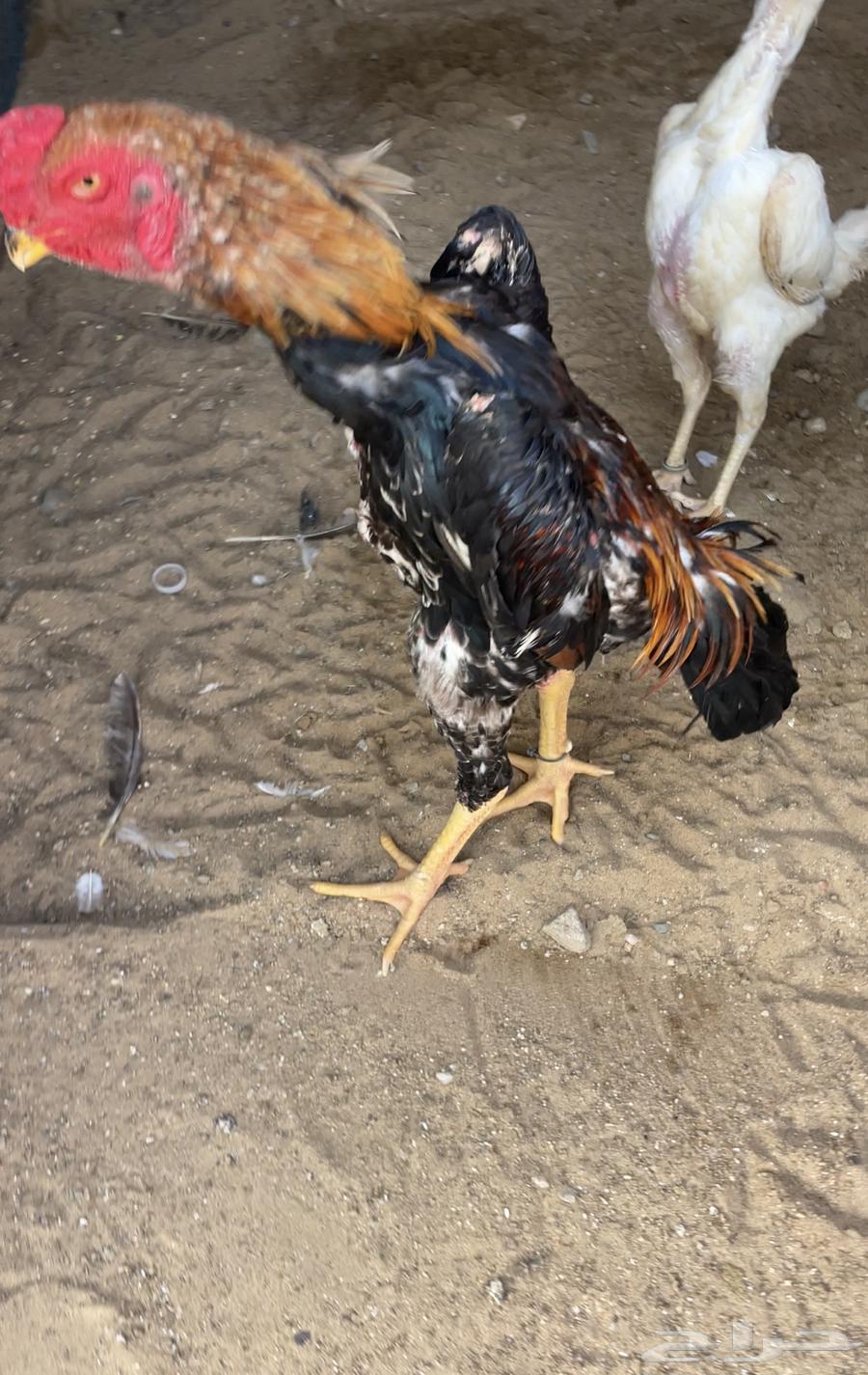 ديك شامو ياباني64446443653379113