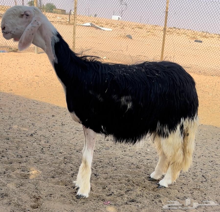 رخل نجديه خصم64448182542979112