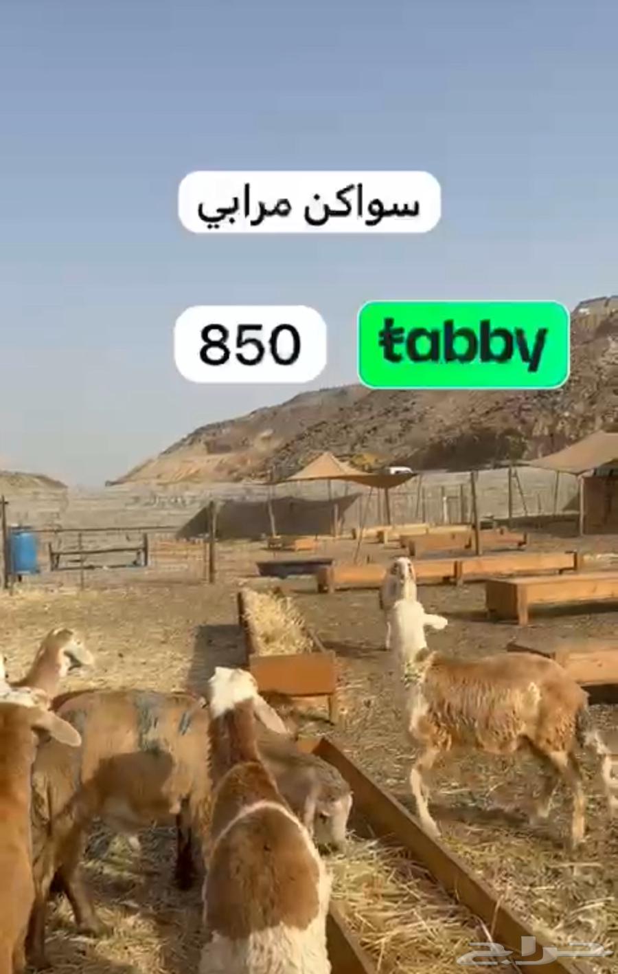 Intend your sacrifice in 4 installments64444405184385111