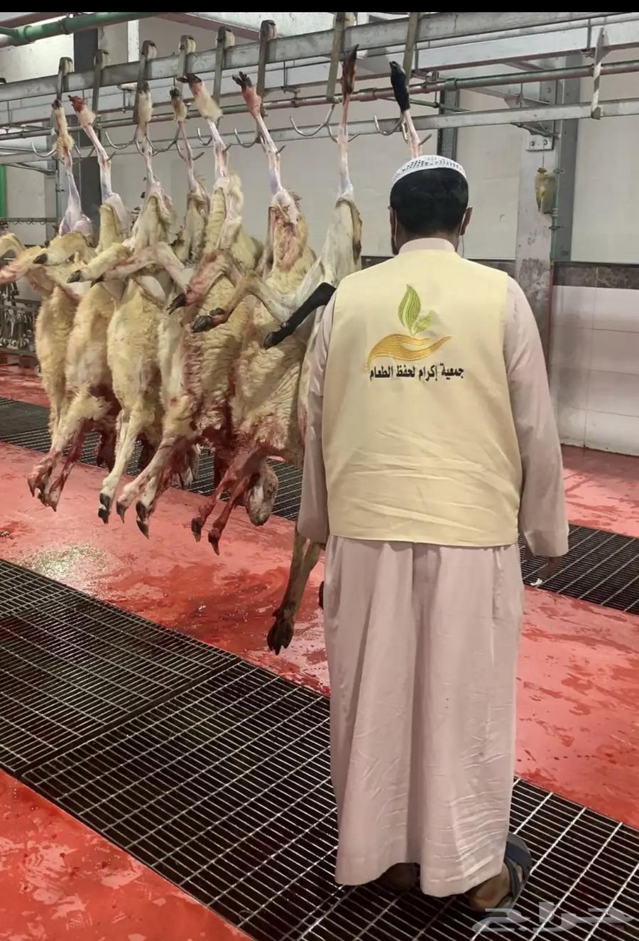 Fresh lamb, back and side with fat available for slaughter and delivery64445377788290114