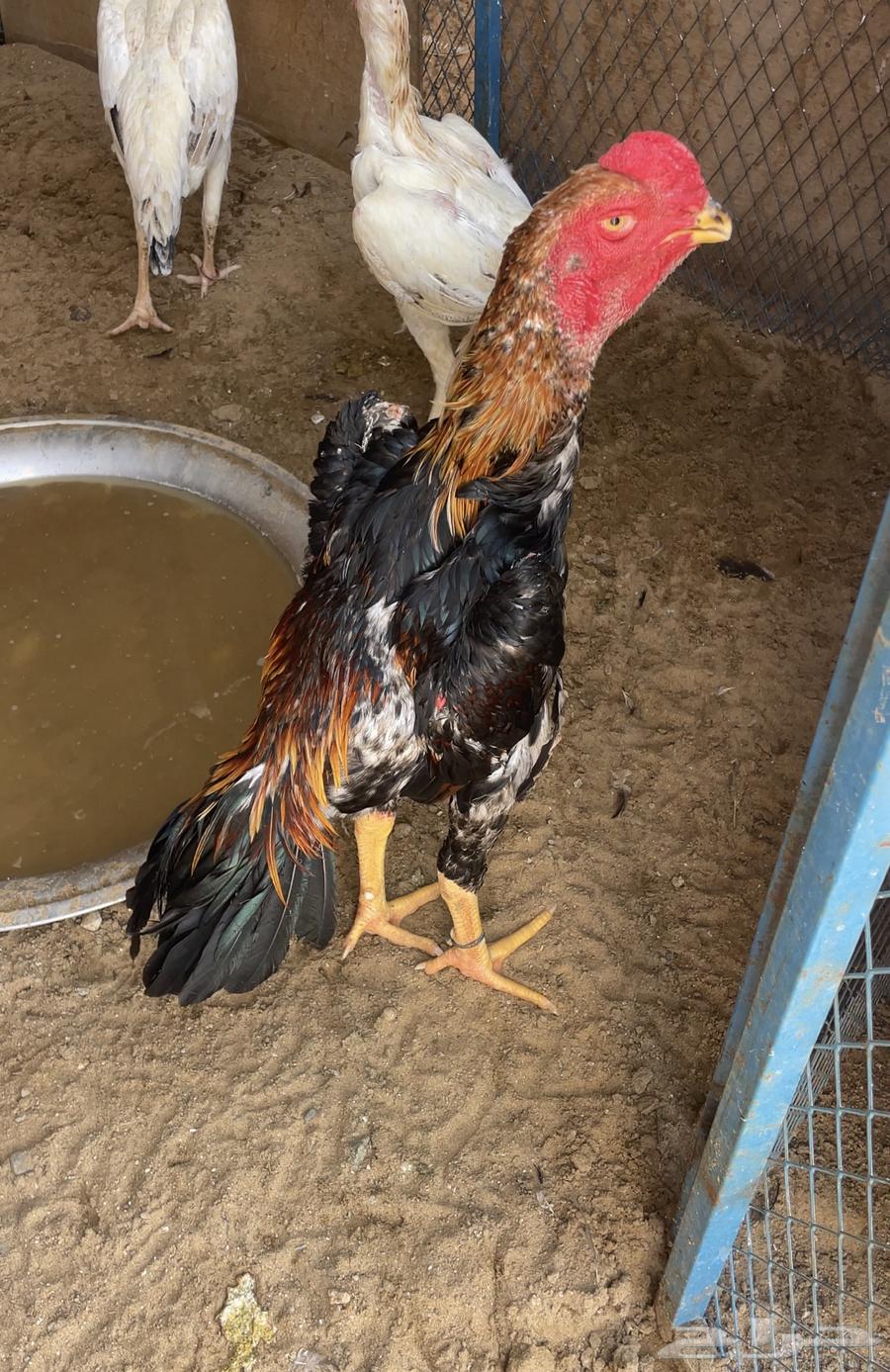 ديك شامو ياباني64446443653379112