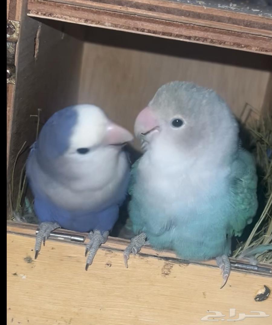 Walnut Day64443910289025110