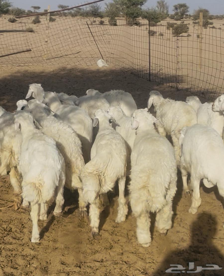 18 طلي حري للبيع64446829444226113