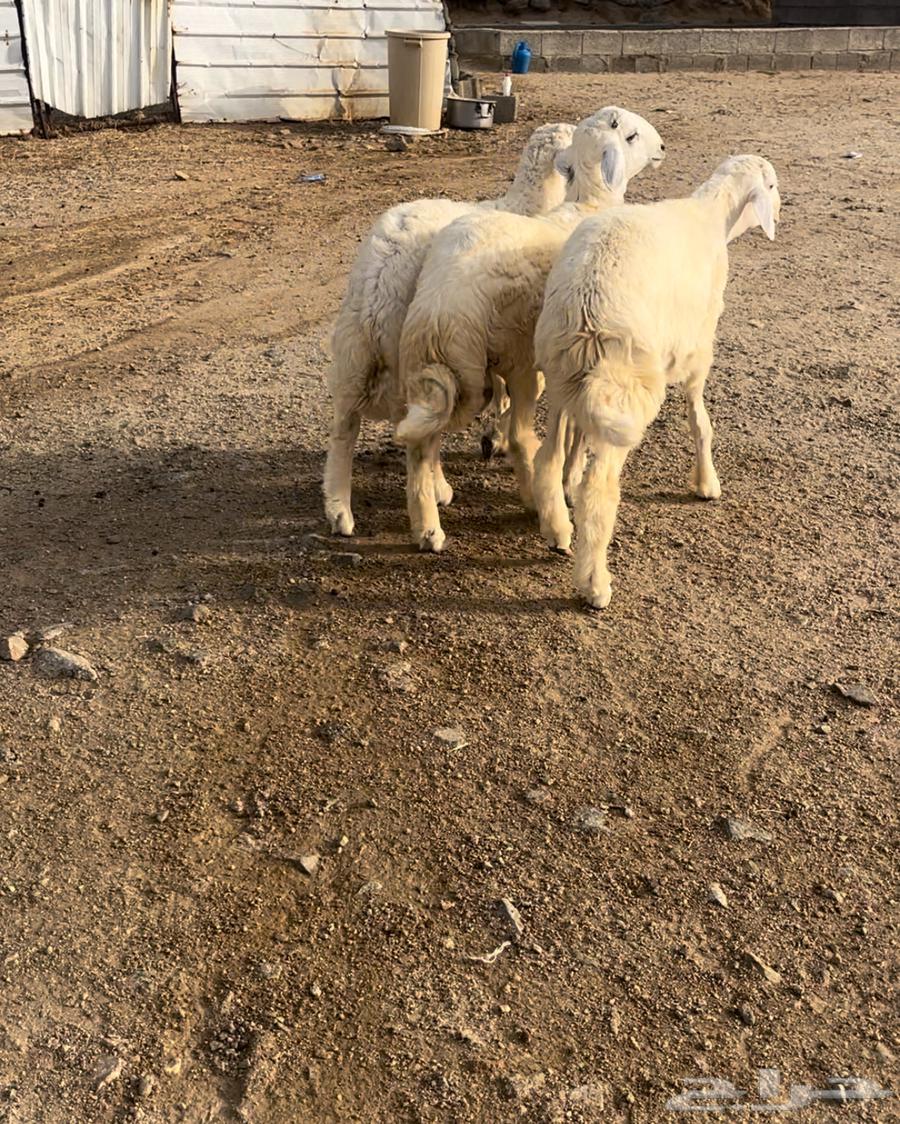 للبيع طليان العمر5 شهور64447705936513110