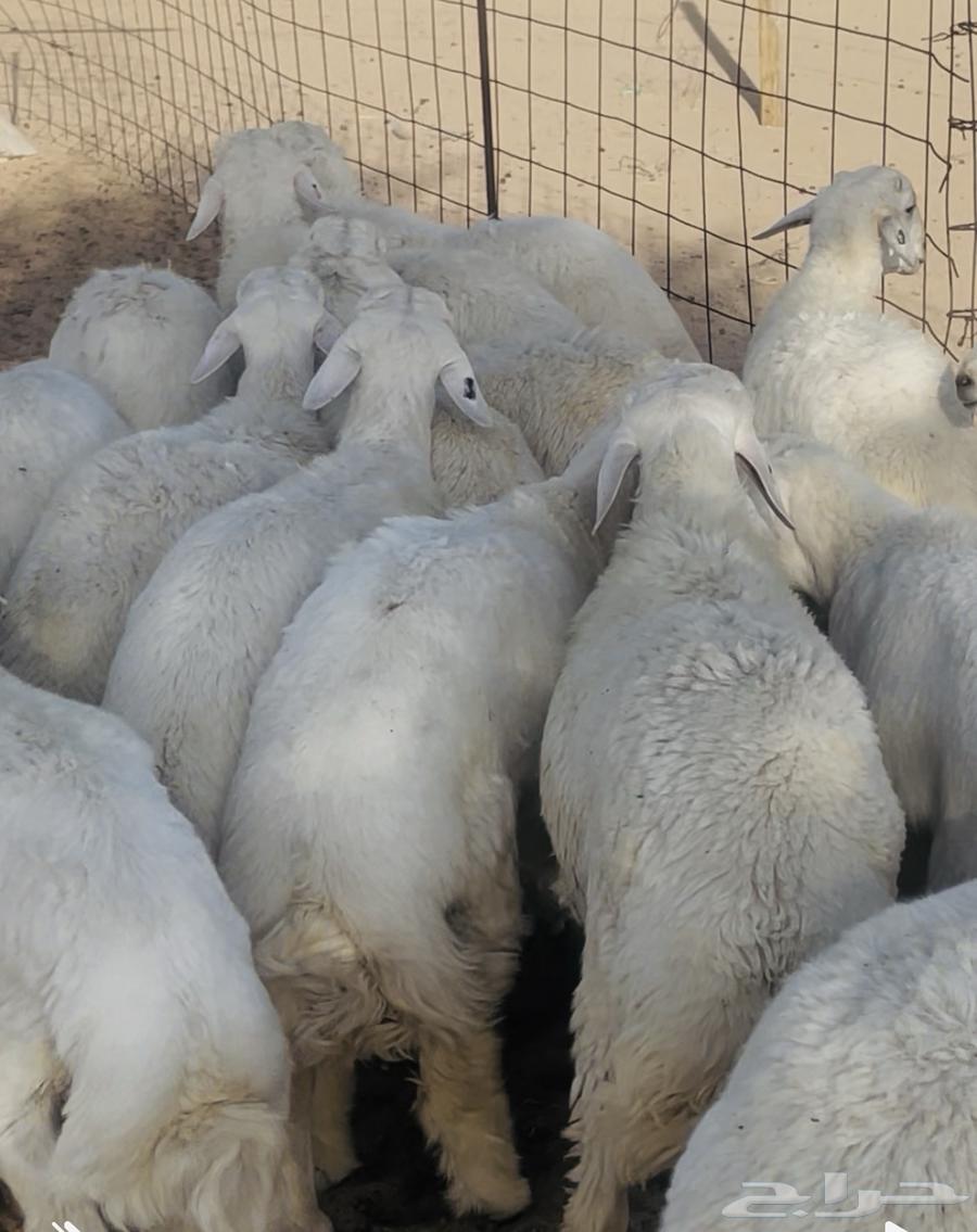 18 طلي حري للبيع64446829444226110