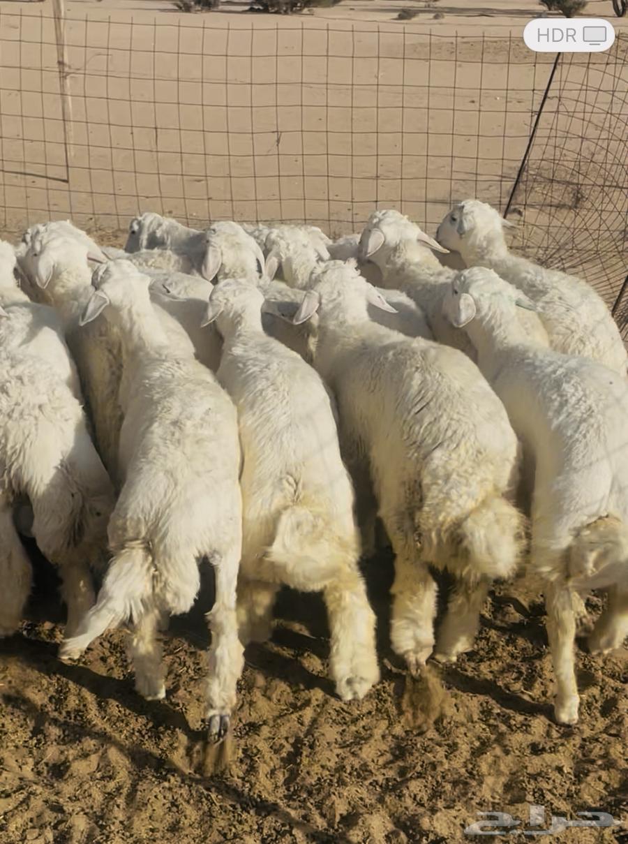 18 طلي حري للبيع64446829444226112