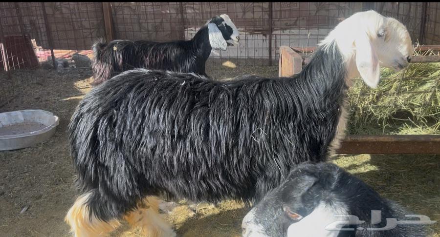 للبيع رخل نجديه فاخره و جذعه شحم64448793468417110