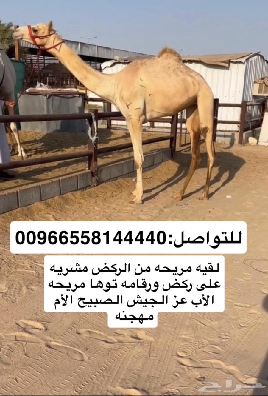 بنت عزالجيش راكض بيدها لقيه64448913981697110