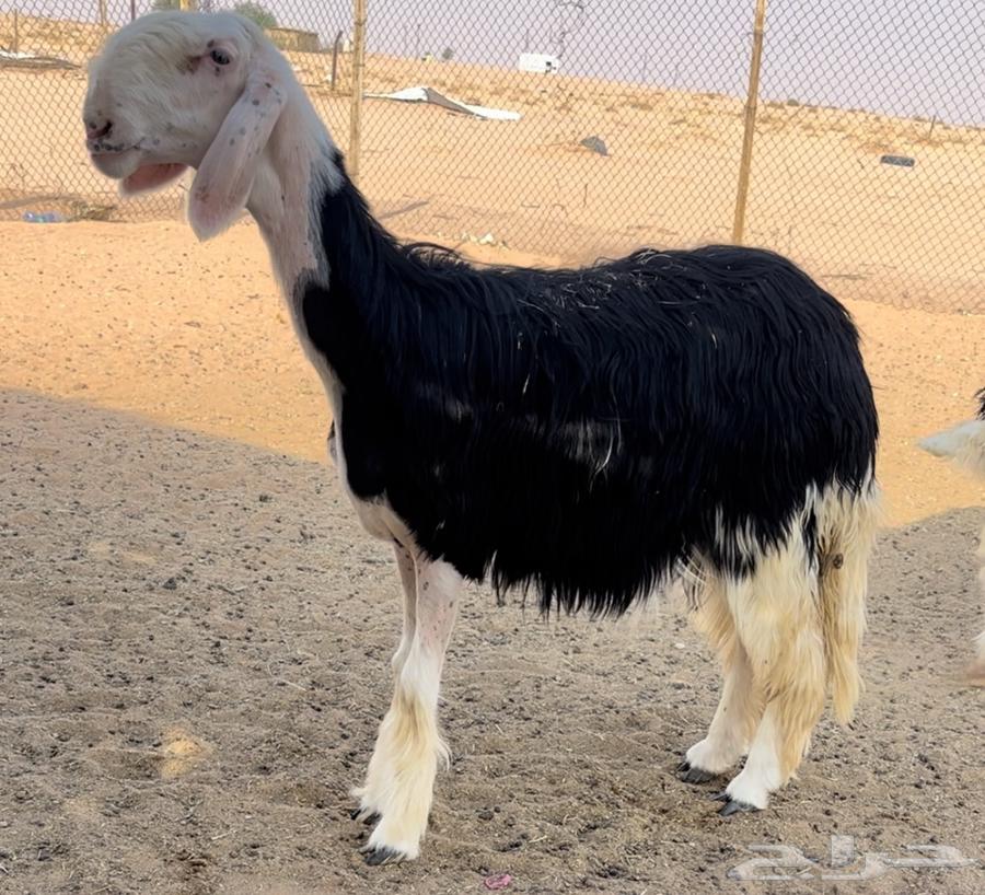 رخل نجديه خصم64448182542979110