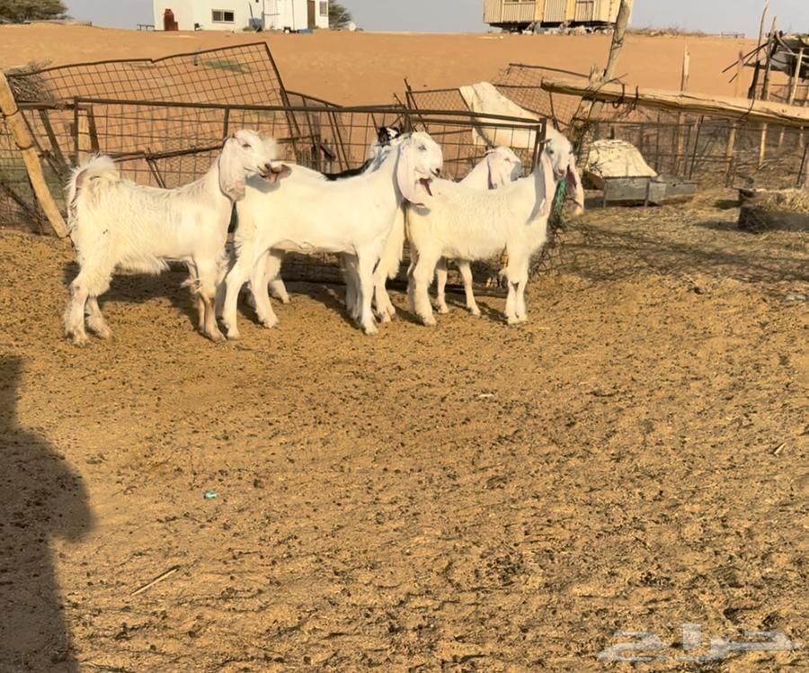 Egyptian baskets, original from Ajrum, sold64443722606465110