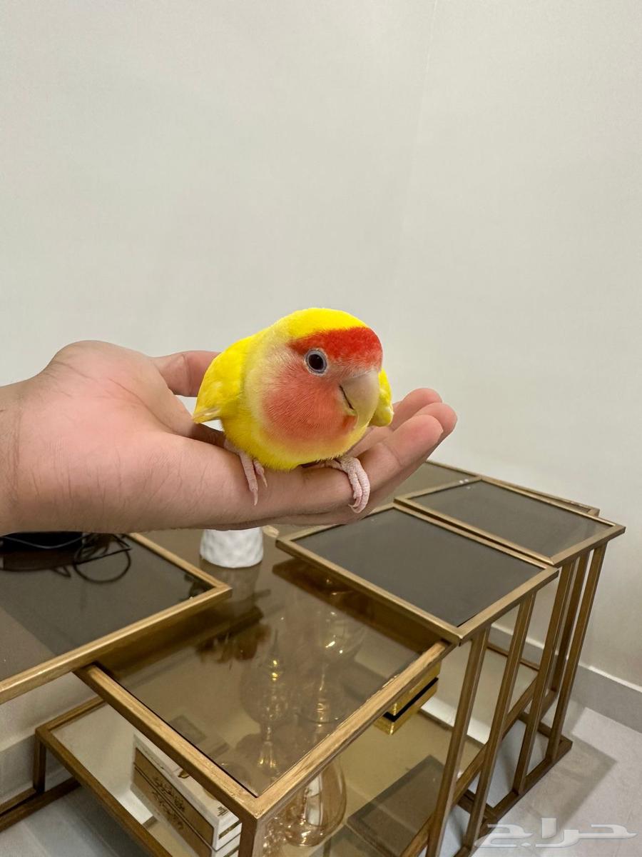 روز لاتينيو عيون حمر (أليف)64445418412547110