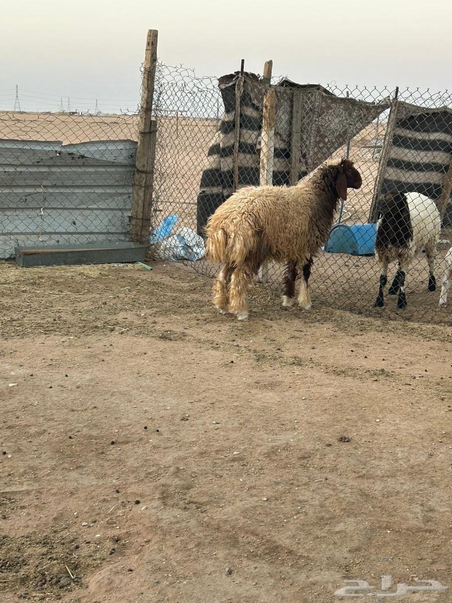 ذبيحه طيبه بعمر 6 شهور موجوده بالملحمة64447971211394111