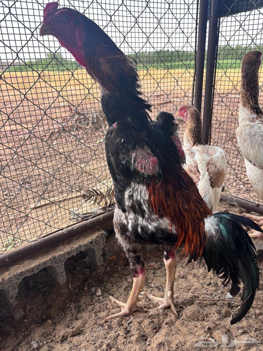 زوج شامو ياباني (((تم البيع)))64448726825474110