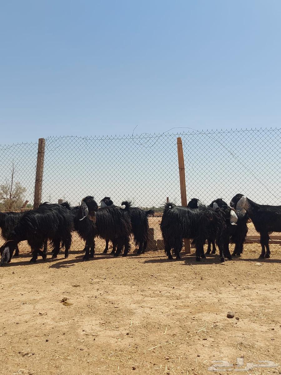 بيعن الله يبارك له معزا شبب ثنوات ورباعيات64444674015489112