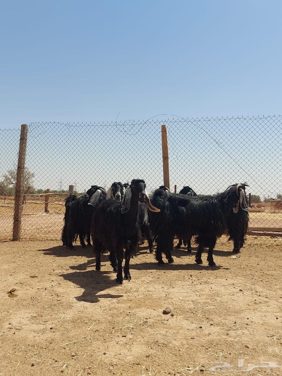 بيعن الله يبارك له معزا شبب ثنوات ورباعيات64444674015489113